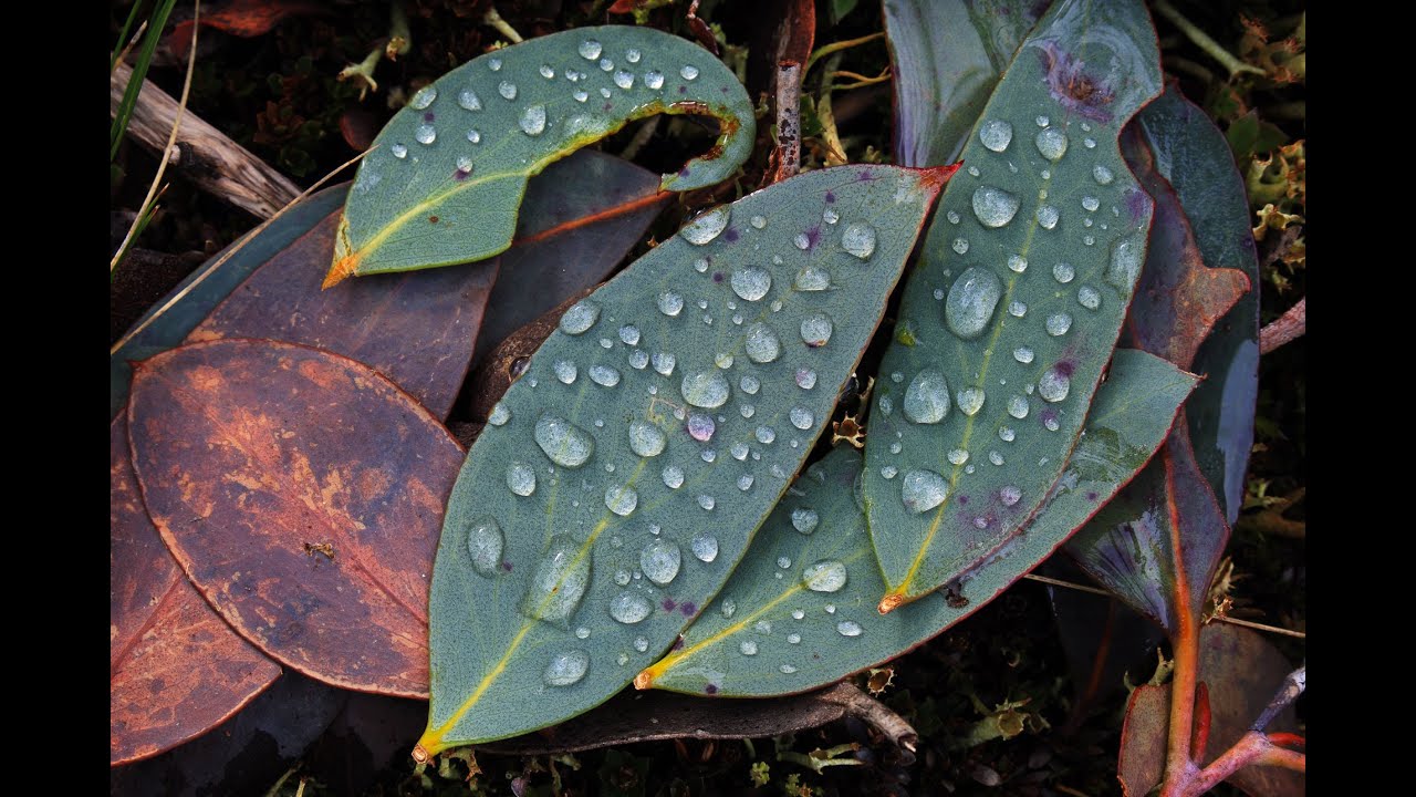 Five Rivers Reserve - Tasmanian Land Conservancy