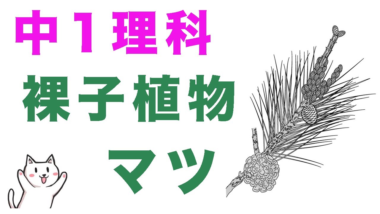 【10分でカンペキ】マツと裸子植物をわかりやすく完全解説！
