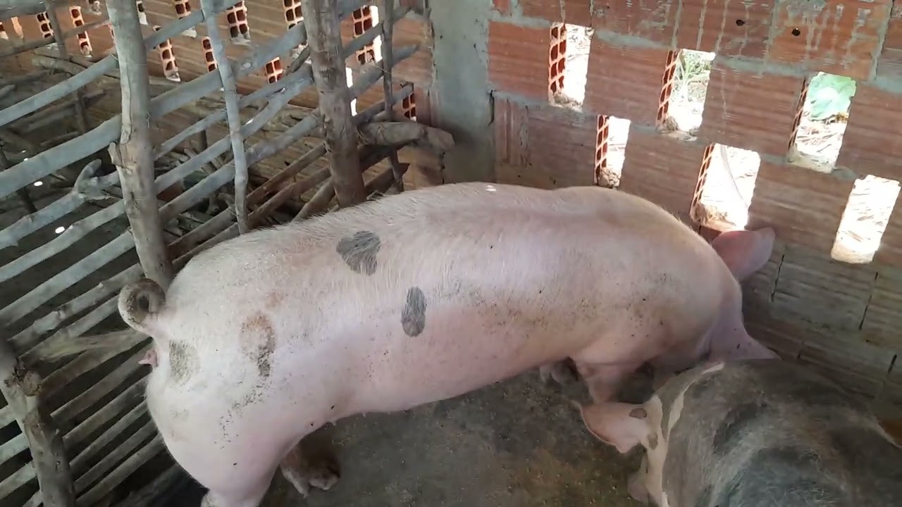 Muito cuidado na hora q for iniciar uma criação de porcos ou suino como vc emtede 🏝🏜🏝