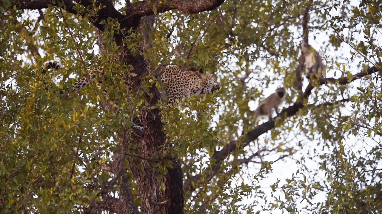LEOPARD HUNTS MONKEYS