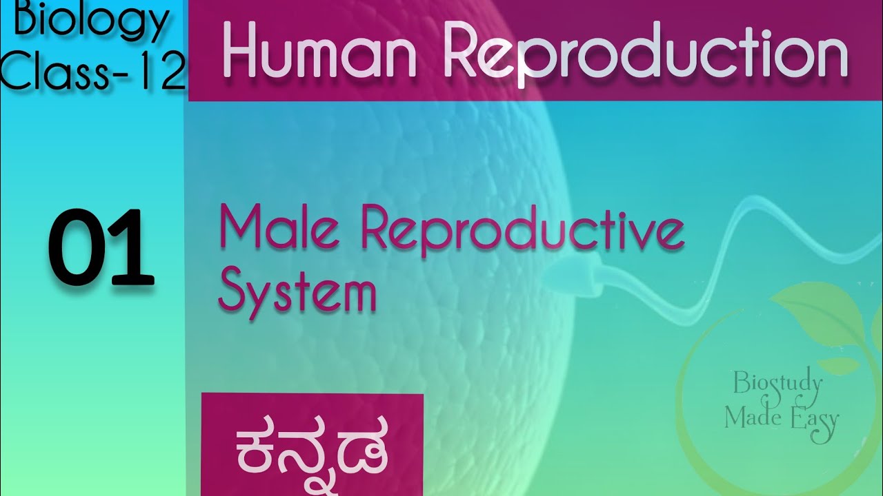 Human Reproduction Class12 IN KANNADA|Male Reproductive System|KCET/NEET Biology NCERT