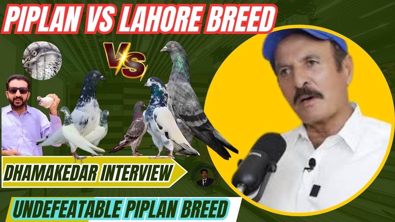 Piplan vs Lahore Breed 🔥 | World Famous Ustad Qamar Zaman Khan's Dazzling Interview 🕊️