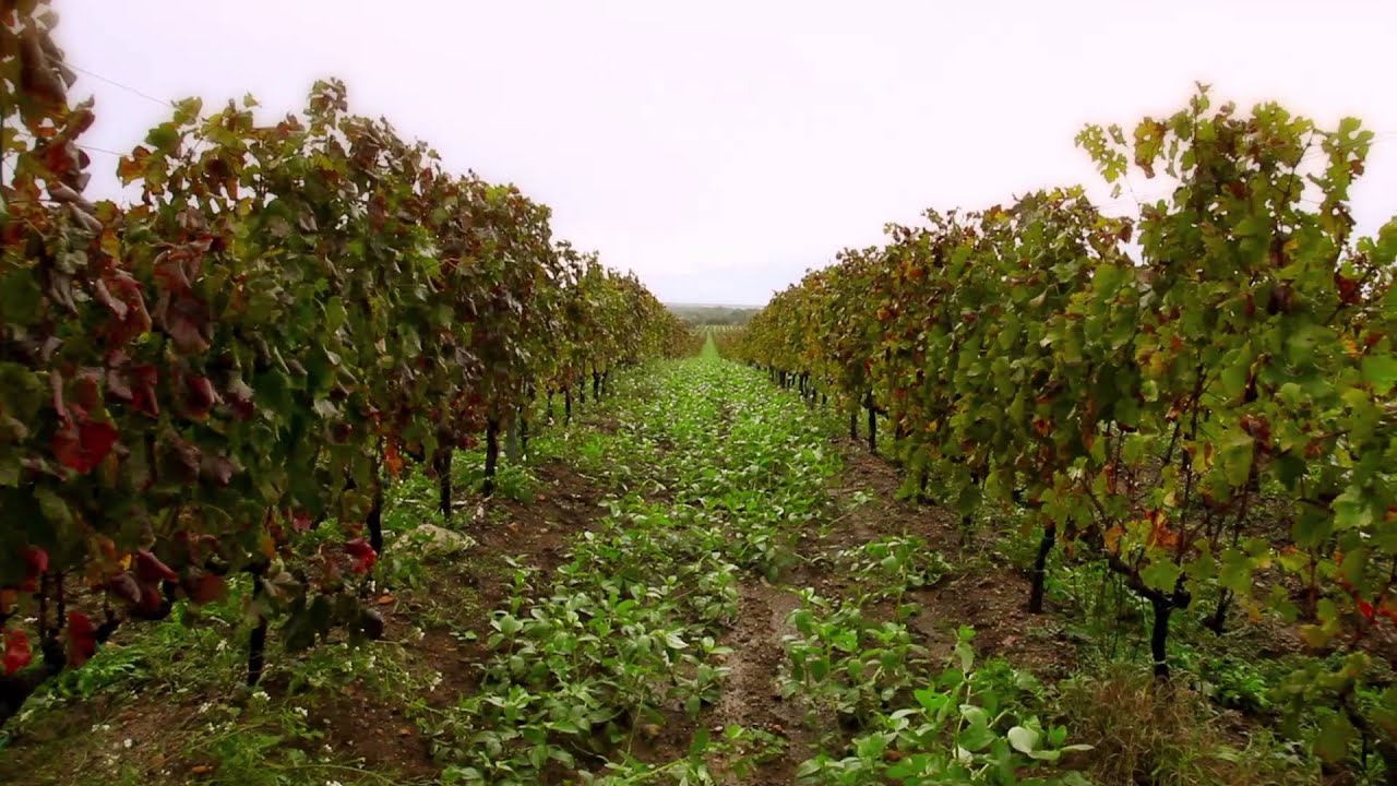 Sassicaia - Marchese Nicolò Incisa Della Rocchetta