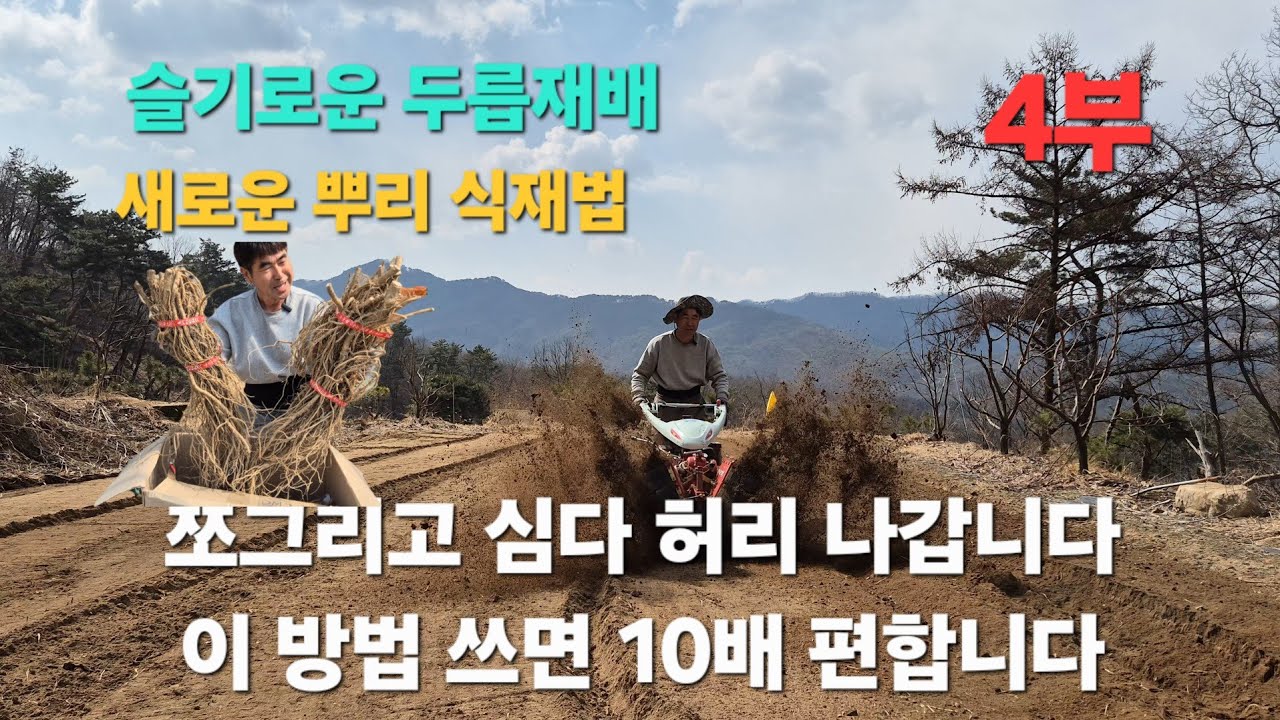 4부 ⛰️ 두릅 뿌리 10kg 구매… 이제 쪼그리고 심지 않습니다 (새로운 식재 방법)