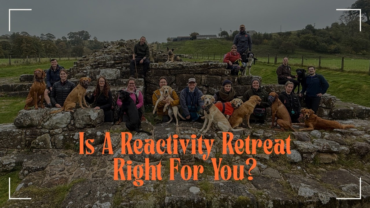 Подходит ли вам ретрит для собак с реактивным поведением Honest Hounds? Реальные отзывы участнико...
