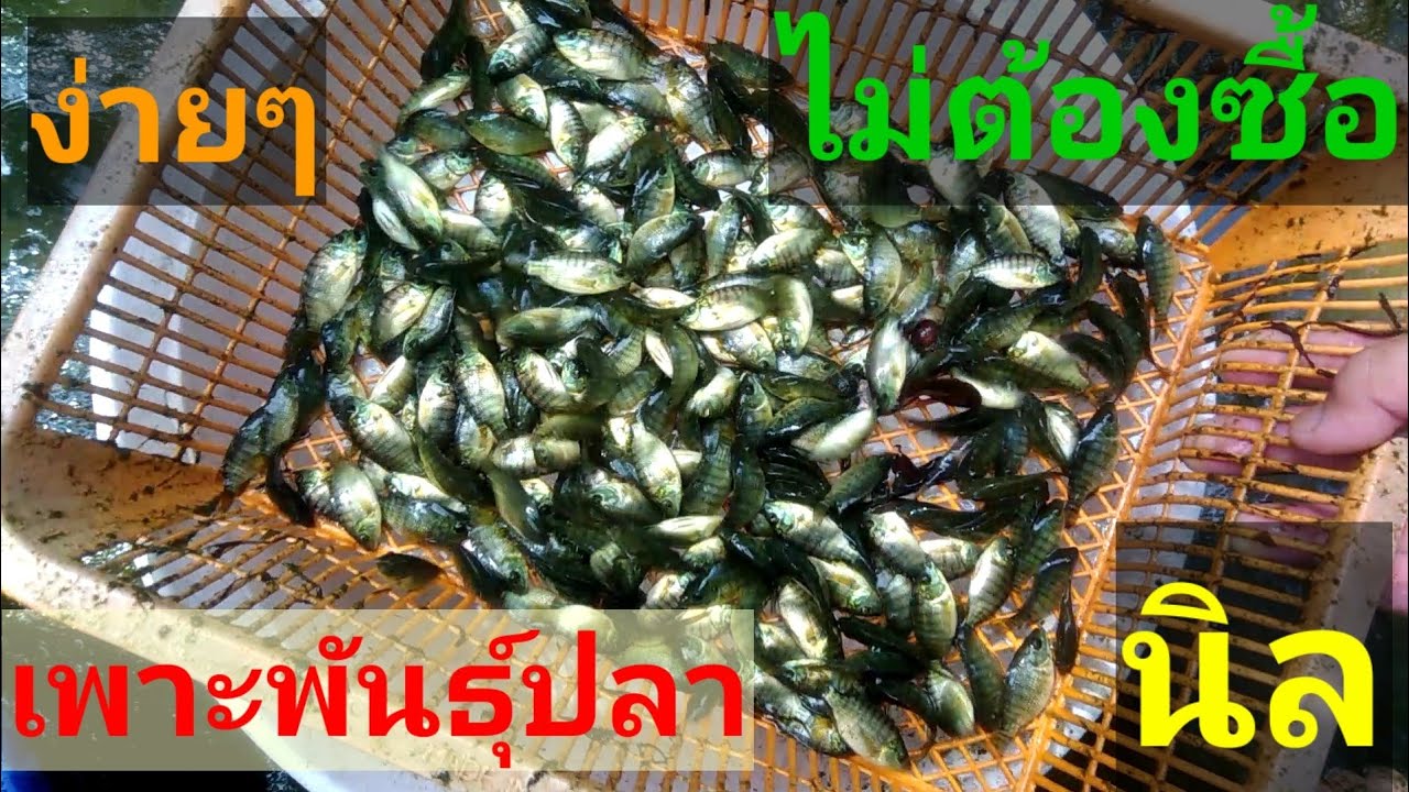 #เพาะพันธุ์ปลานิลเอง เลี้ยงในบ่อพลาสสติกจนออกลูกง่ายๆ @พี่ชาติไร้กังวลคนสบายๆ