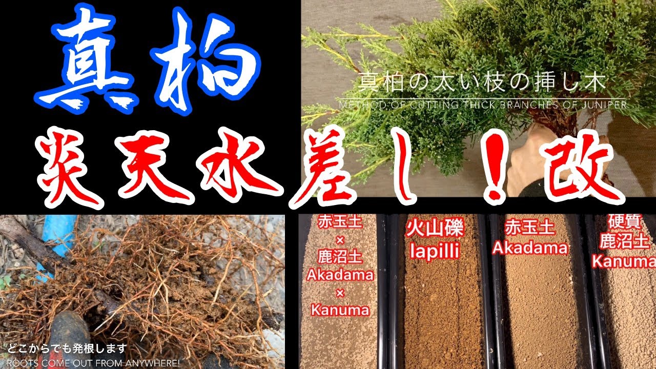 真柏！太い枝の挿し木❗️炎天水差し法❗️改‼️水は腐らせません♫ Method of cutting thick branches of juniper 盆栽 bonsai 挿し木