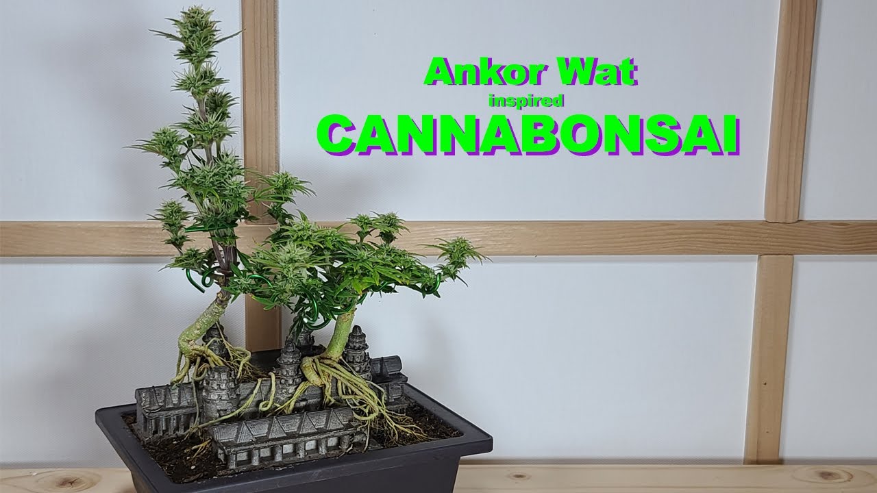 Cannabonsai Angkor Wat Chunkadelic Autoflower