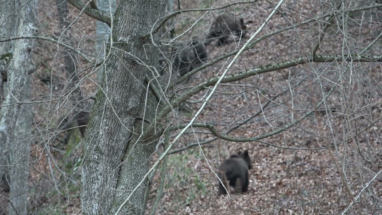 Ursoaica cu 3 pui in padure, Romania 2025 / Bears in Romania by Ursuletul Carcotas
