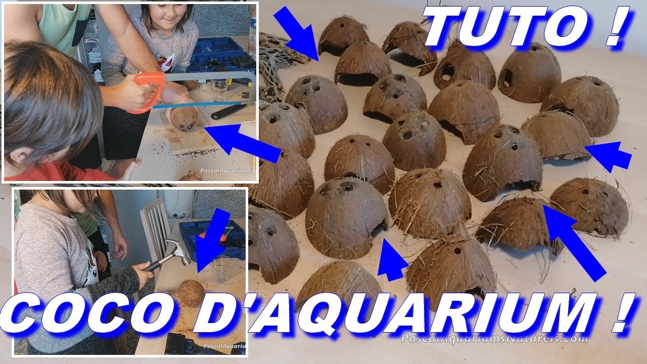TUTO cachettes noix de coco pour aquarium ! pour crevette, écrevisse etc ! Pascal Aquariums Naturels