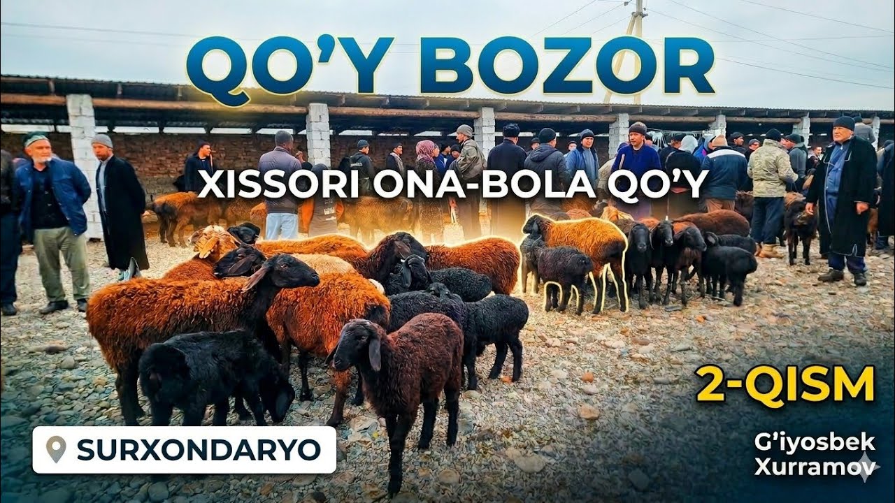 QO'Y BOZORI: Xissori Ona-Bola Qo'ylar Narxi! (2-qism)