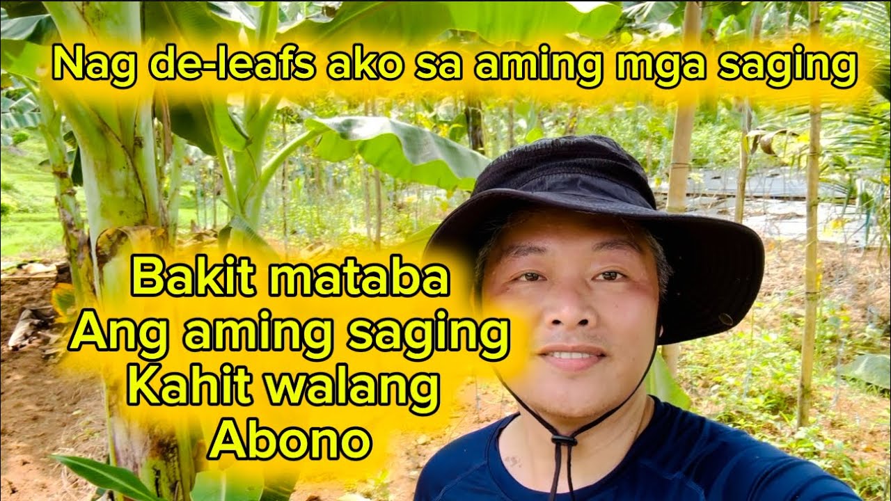 Mga Sekreto sa Mataba na saging Kahit walang Fertilizer.@Rhoytv82