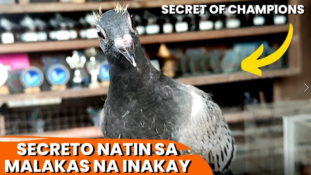 PAANO MAGPALAKAS NG IMMUNE SYSTEM NG YOUNGBIRD