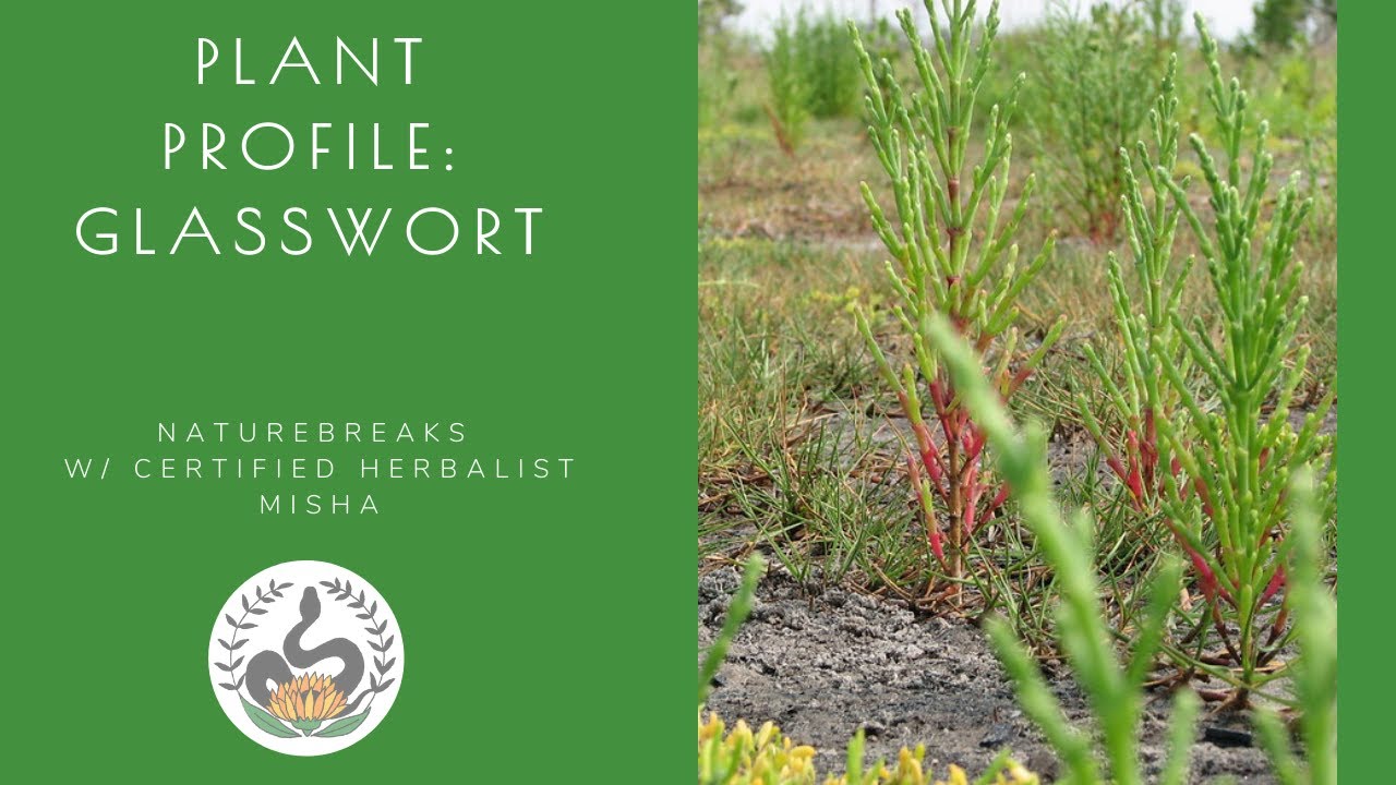 Plant Profile: Glasswort, Salicornia, Edible and Medicinal Plants of Florida