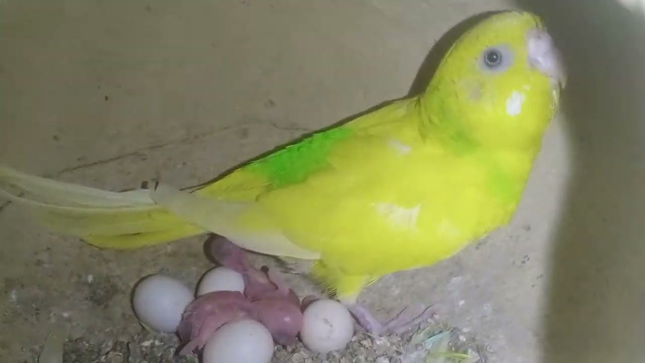 Budgies breeding progress 2.2.2026 anda ayna stat Ho ga #eggs #budgies 