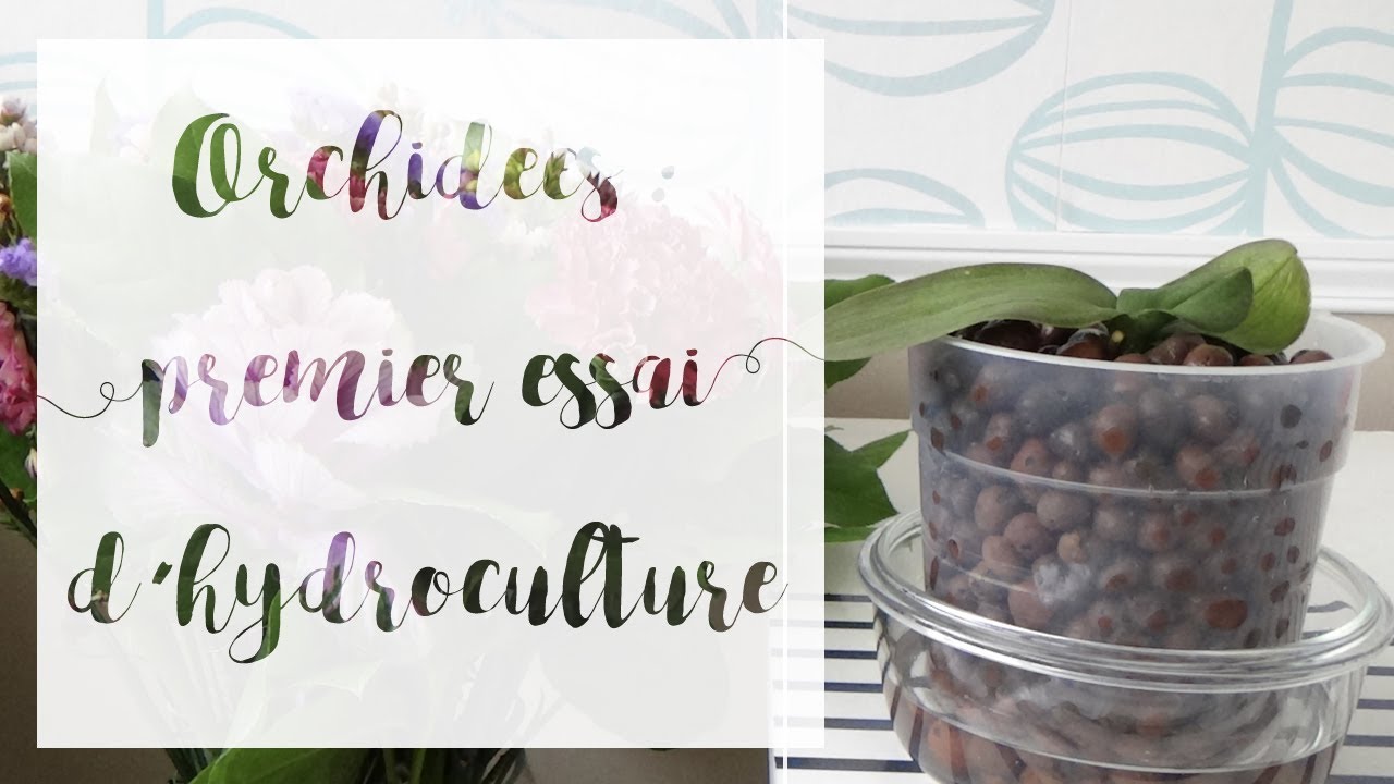 Orchidées : je tente l'hydroculture !