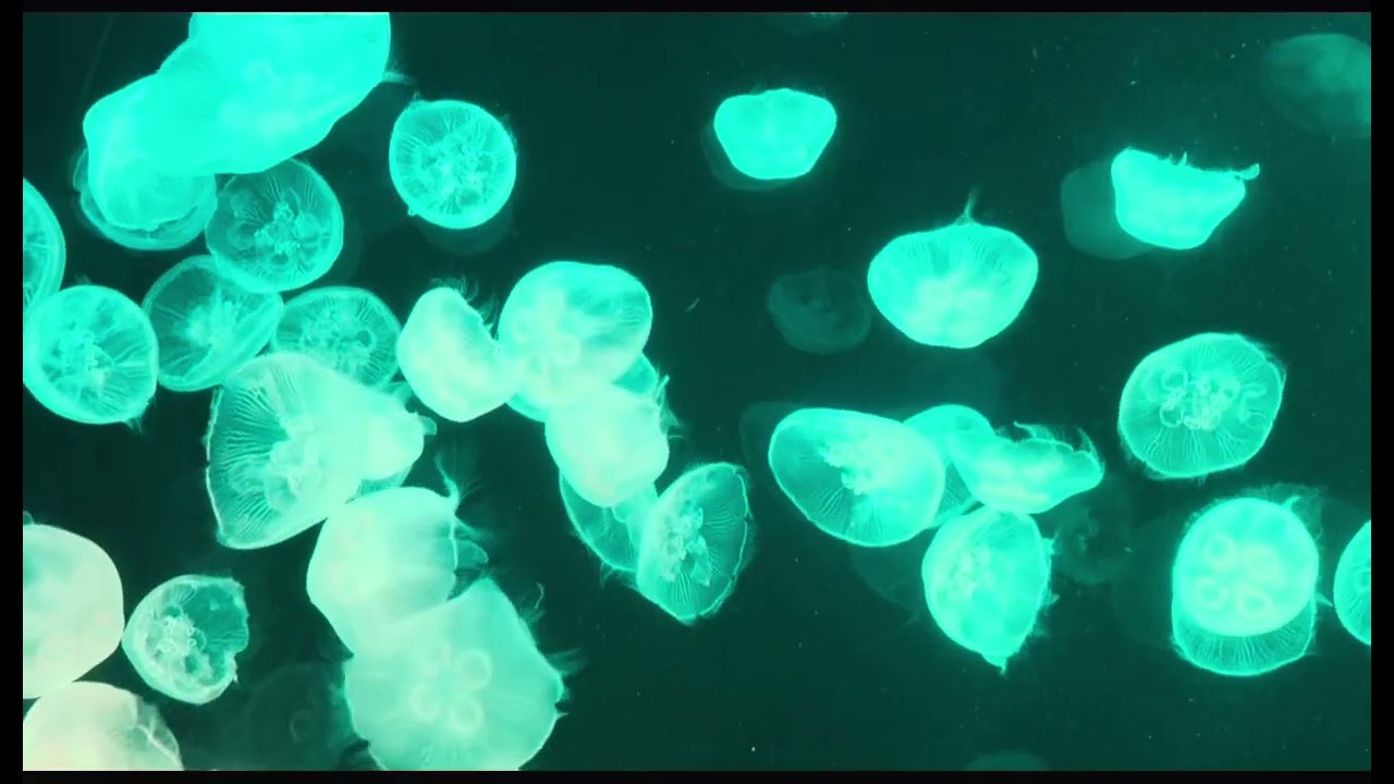 Jellyfish video