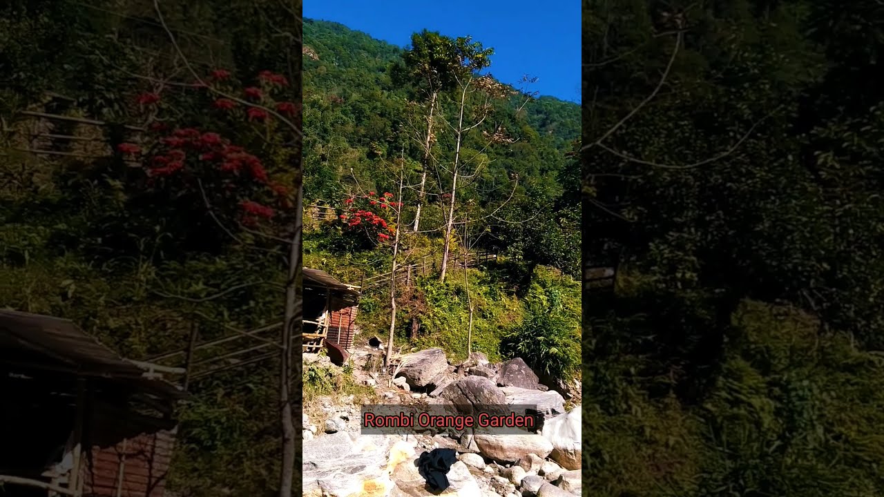 Rimbi river of Pelling|Rimbi Orange Garden|Awesome view 🤗|West Sikkim sightseeing| #Ytshorts #Shorts