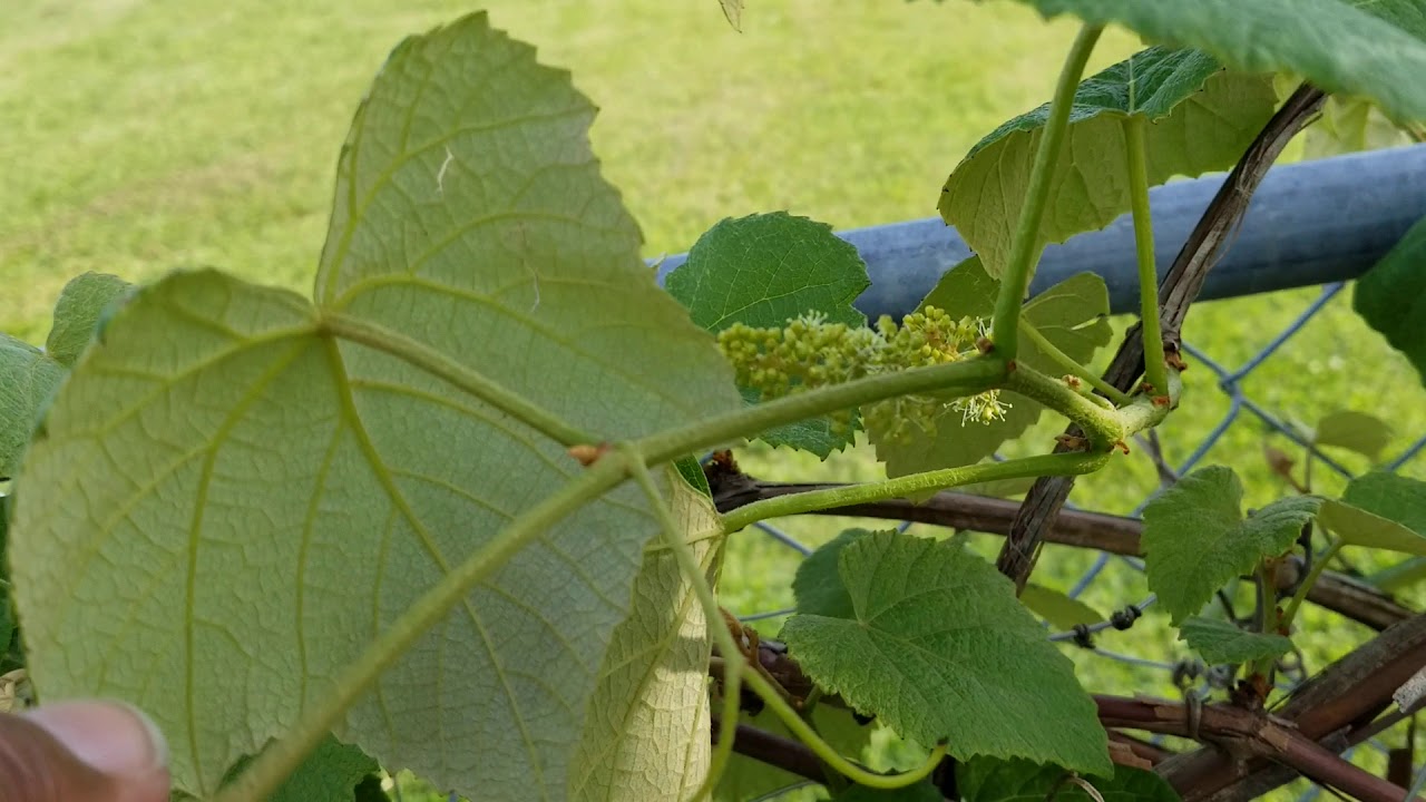 Concord Seedless Grapevine with Flowers