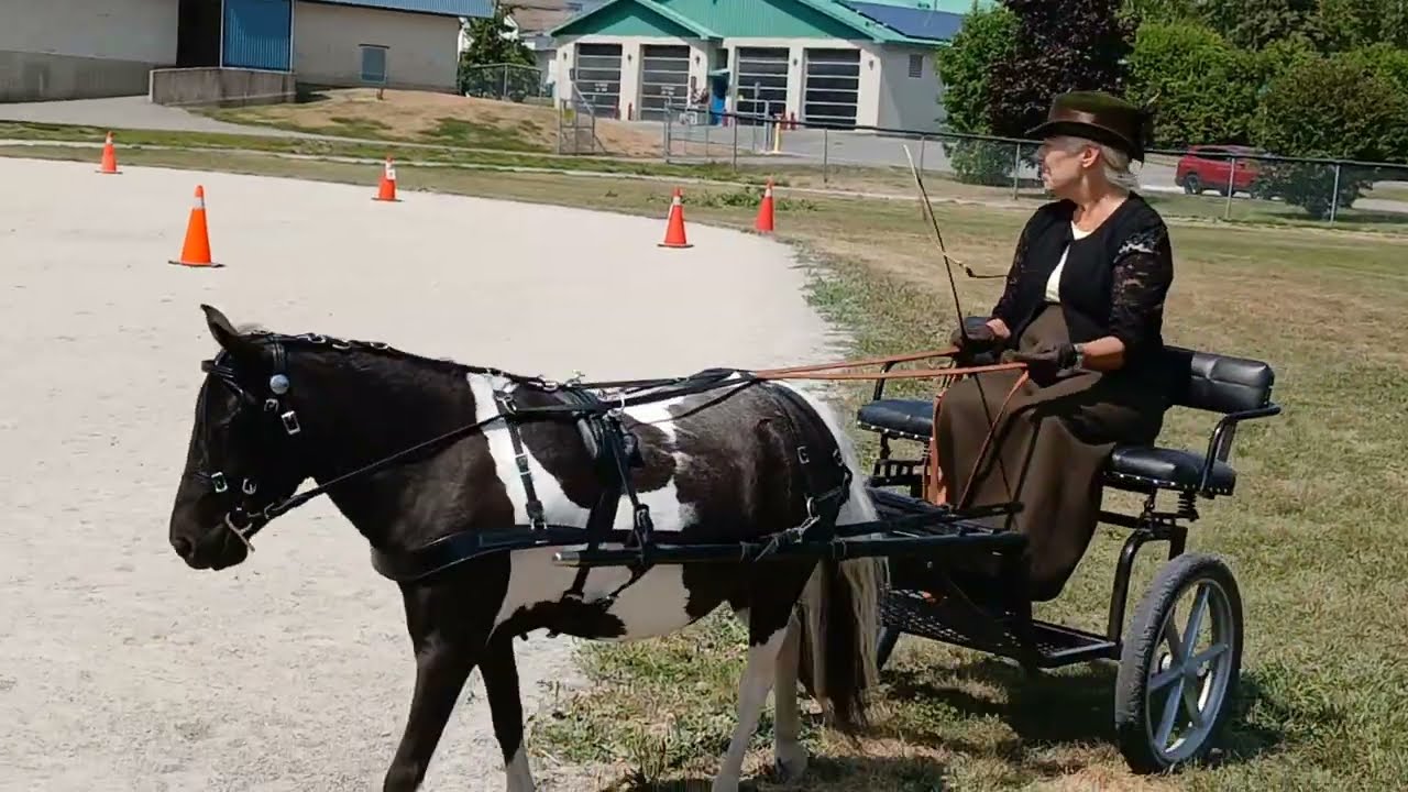 大妈和大爷驾驶小马🐎车比赛（273#）