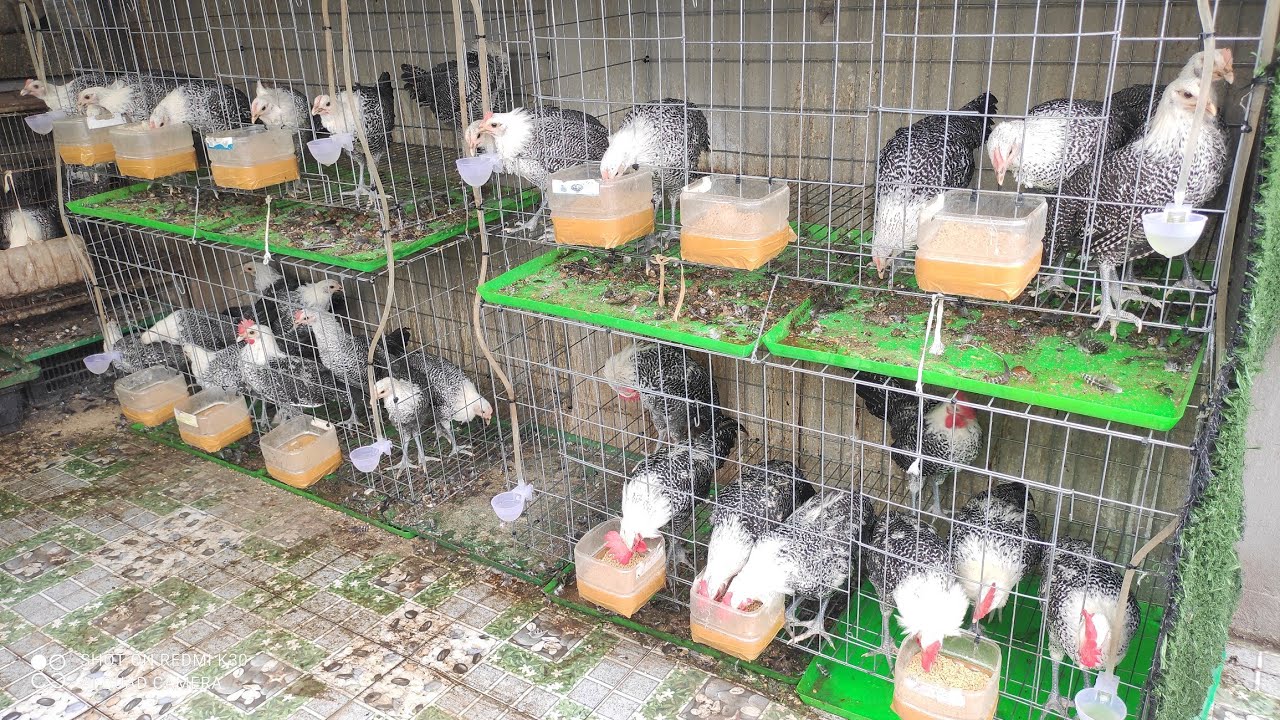 Đàn gà mái tơ Ai Cập mới nuôi 2 tháng và 4 tháng nhanh lớn gà trống cao to chà bá | Khoa Hien 635