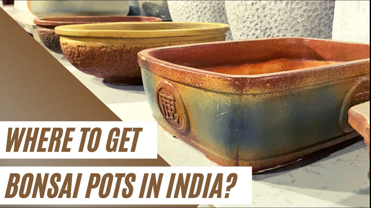 Where to Get Bonsai Pots in Delhi, India?