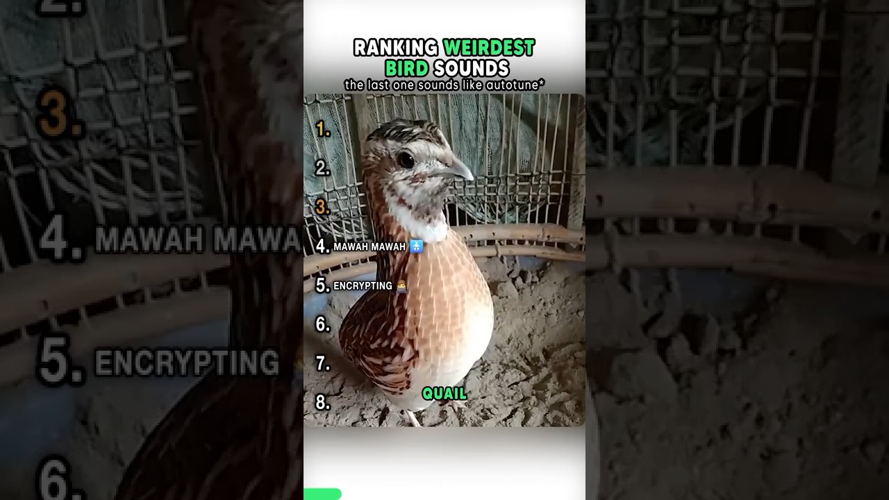 Top Weirdest Bird Sounds #shorts