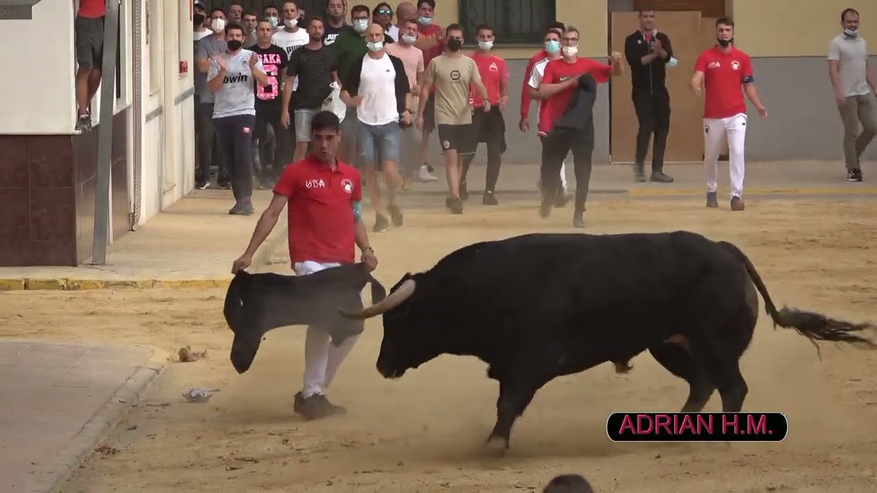 Museros(V)16-10-2021 Suelta de 5 toros cerriles de Arauz de Robles, Santiago Domecq y  Camacho.