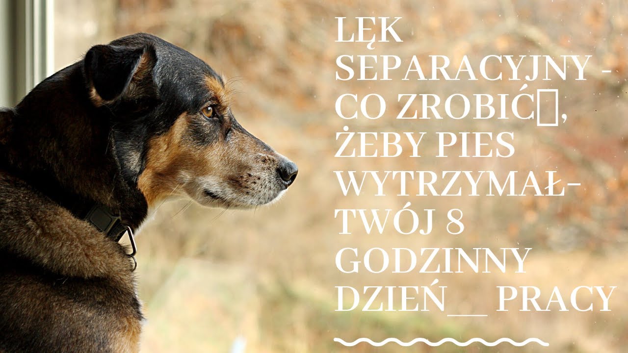 Lęk separacyjny - Co zrobić, żeby pies wytrzymał Twój 8 godzinny dzień pracy
