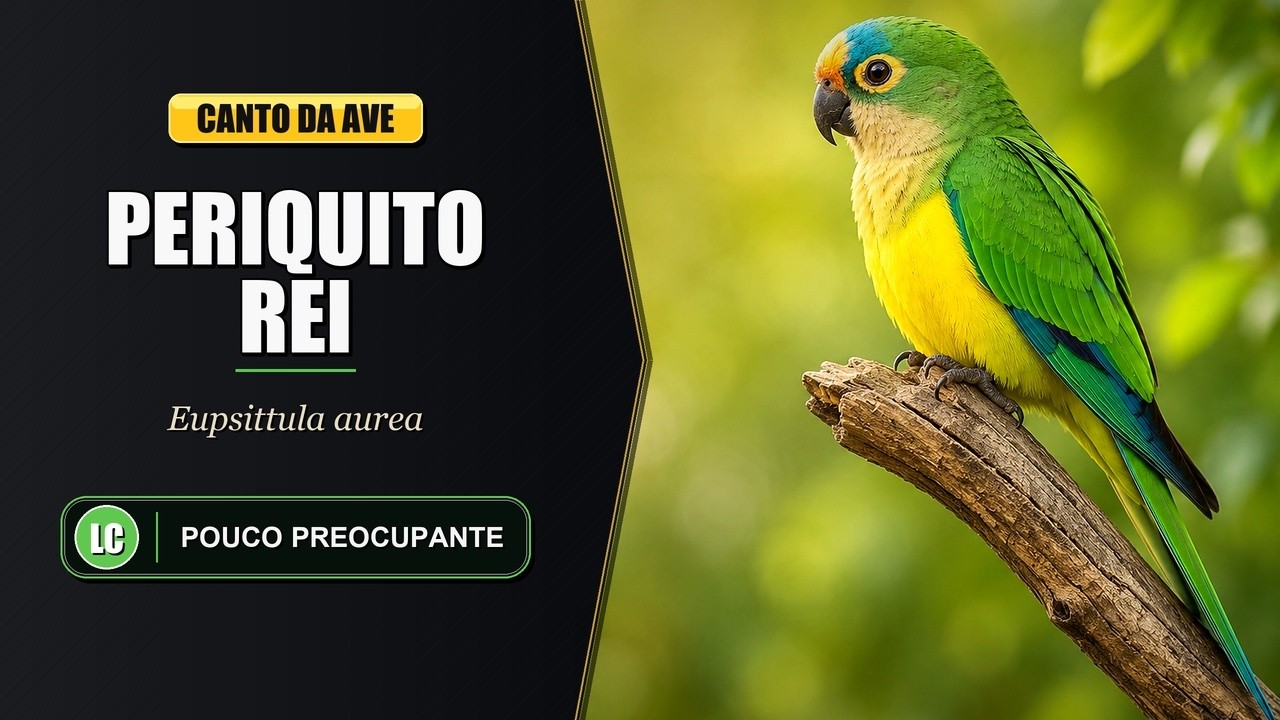 Canto do Periquito Rei / Periquito Estrela / Ararinha | Peach-fronted Parakeet | Eupsittula Aurea