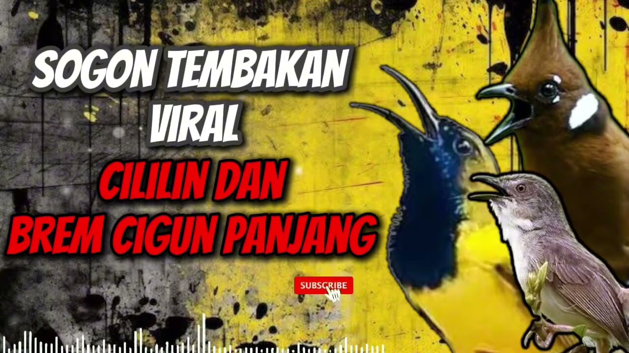 MASTERAN SOGON‼️ TEMBAKAN VIRAL CILILIN DAN BREM CIGUN #sogon #sogongacor #sogokontong