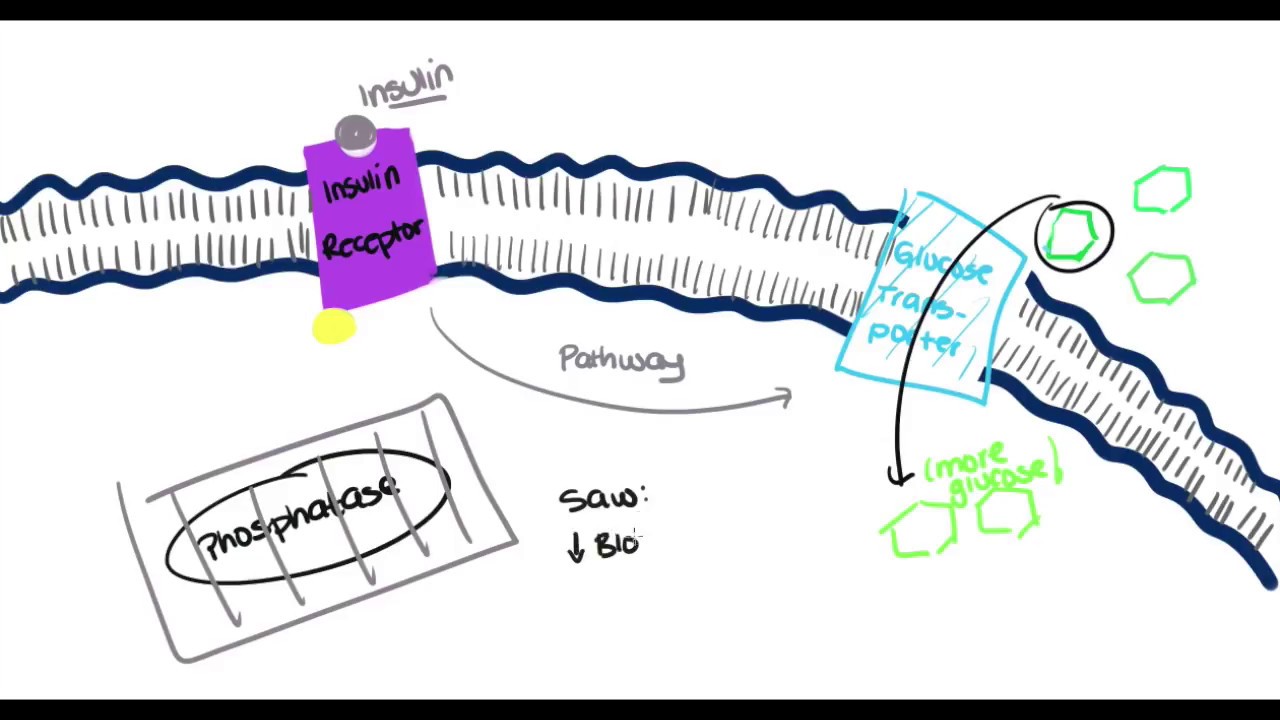 The Role of Tyrosine Phosphatase on Type II Diabetes