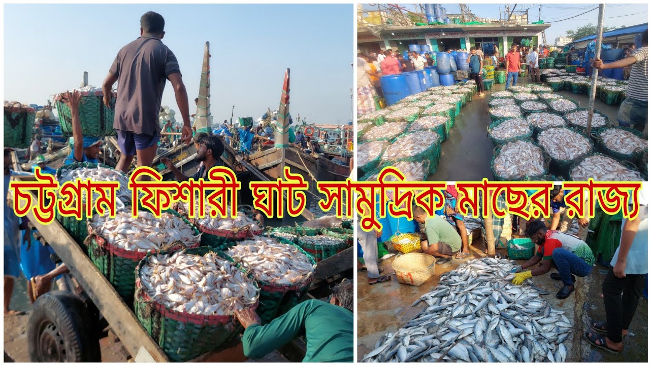 সামুদ্রিক মাছের রাজ্য চট্টগ্রাম ফিশারি ঘাটে মাছ আসে ফিশিং বোটে বিক্রি হয় অপশনে।Fisheryghat|Sea Fish