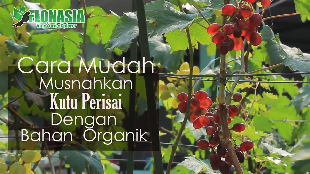 Mudah & Murah Musnahkan Kutu Perisai Di Batang Anggur