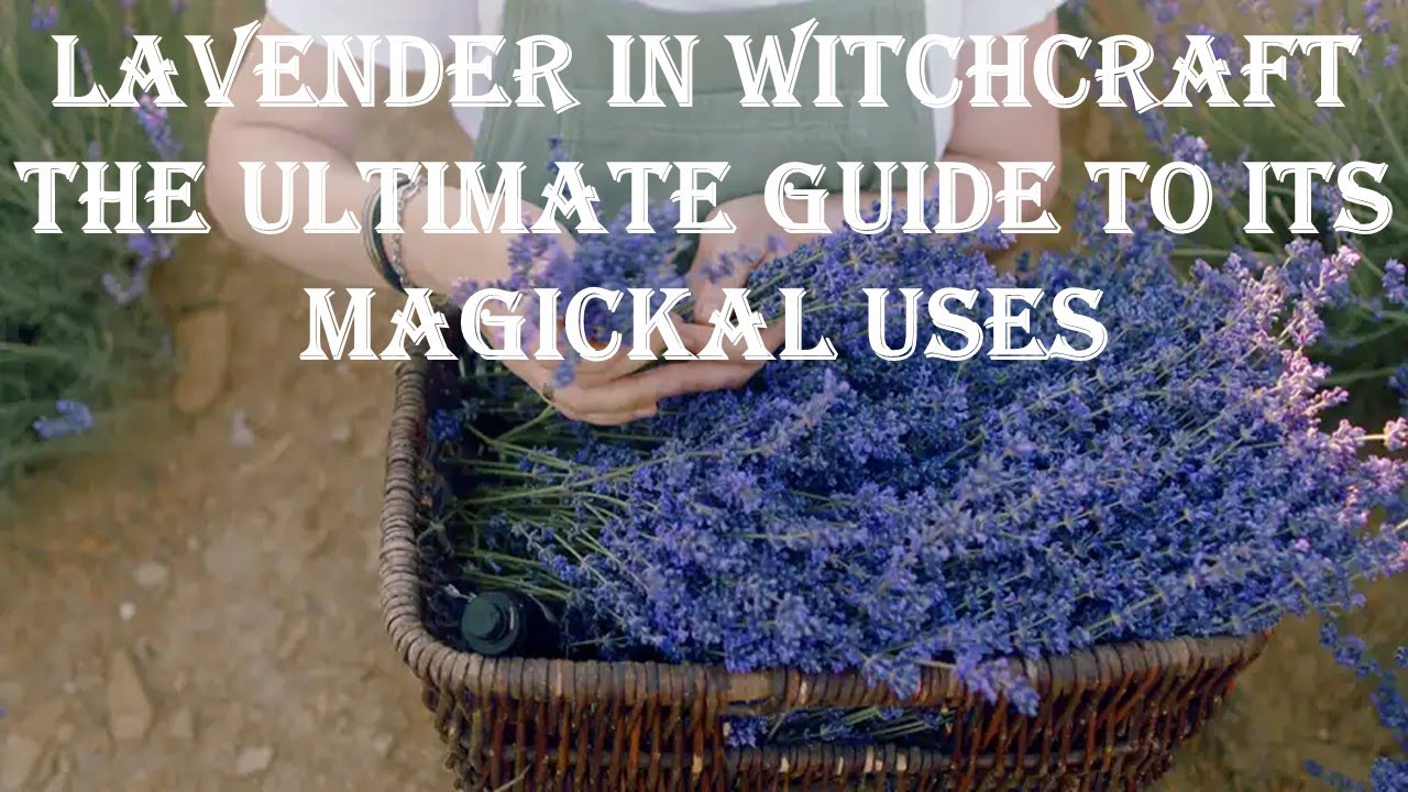 Lavender in Witchcraft: The Ultimate Guide to Its Magickal Uses
