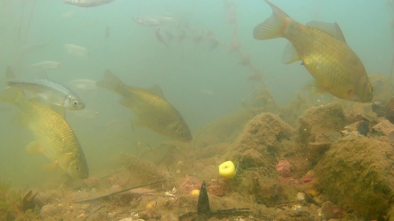 Su Altı Kamerasından Sazanların Yemlenme Anı [ UNDERWATER CARP ]