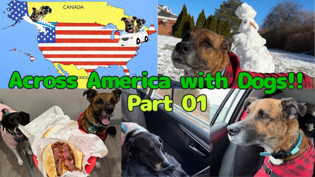 🐶Across America with Dogs🐶🇺🇸Part01 | Rhode Island - Connecticut | Louis' Lunch | Vlog
