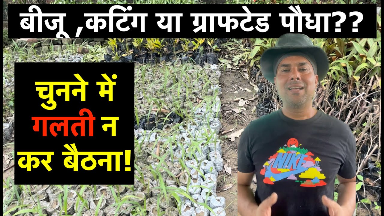 Cuttings Vs Grafting Vs Seedling Grown Fruit Plants - Which To Choose? | HINDI/हिंदी | 2023