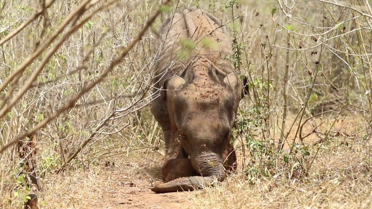 Disable baby elephant