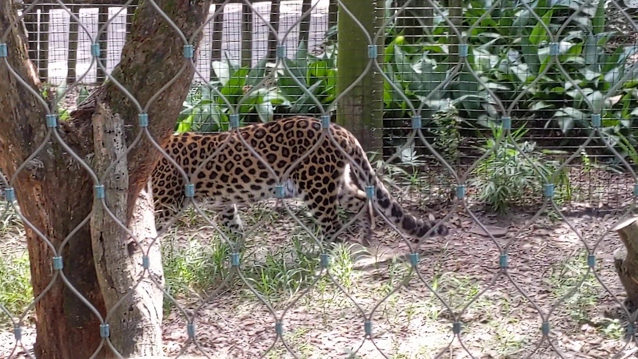 Magnificent Natural Habitat of Amur Leopard & Siamang Gibbons Hoot Nearby! Jacksonville Zoo