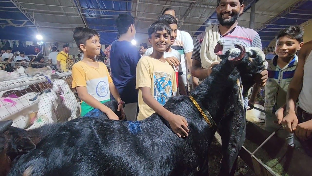 Deonar Bakra Mandi Se Bakra Kharidne Ki Khushi | Ghar Ke Bakre Live Sauda In Deonar Goat Market.