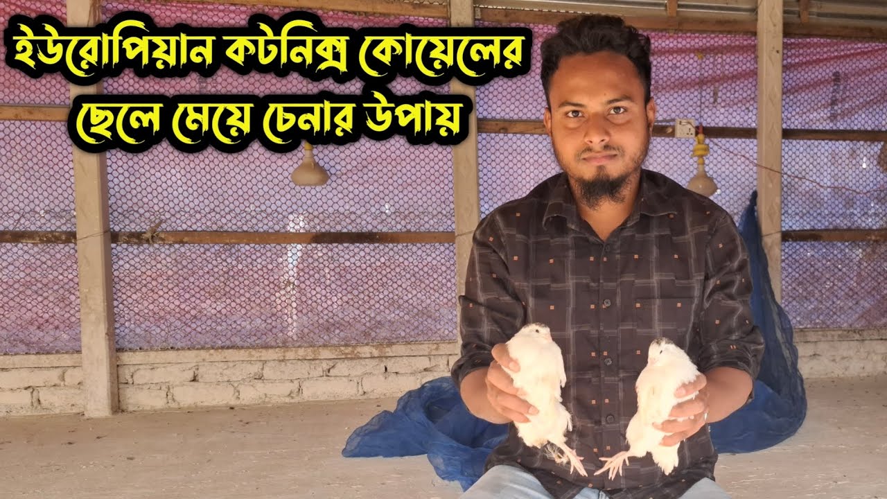 মাত্র ১ মিনিটে চিনে নিন! ইউরোপিয়ান জায়ান্ট কটনিক্স কোয়েল ছেলে না মেয়ে?