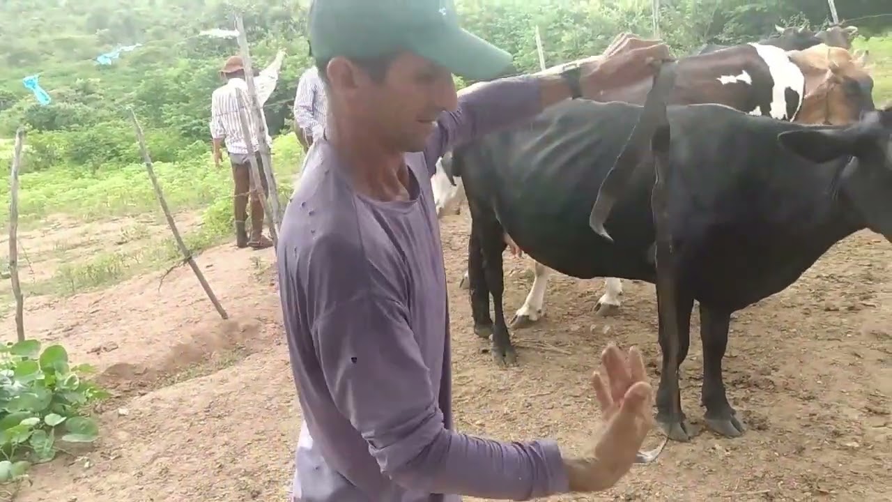 VAQUEIRO TOINHO AMACIANDO UMA MARRA DE CHOCALHO