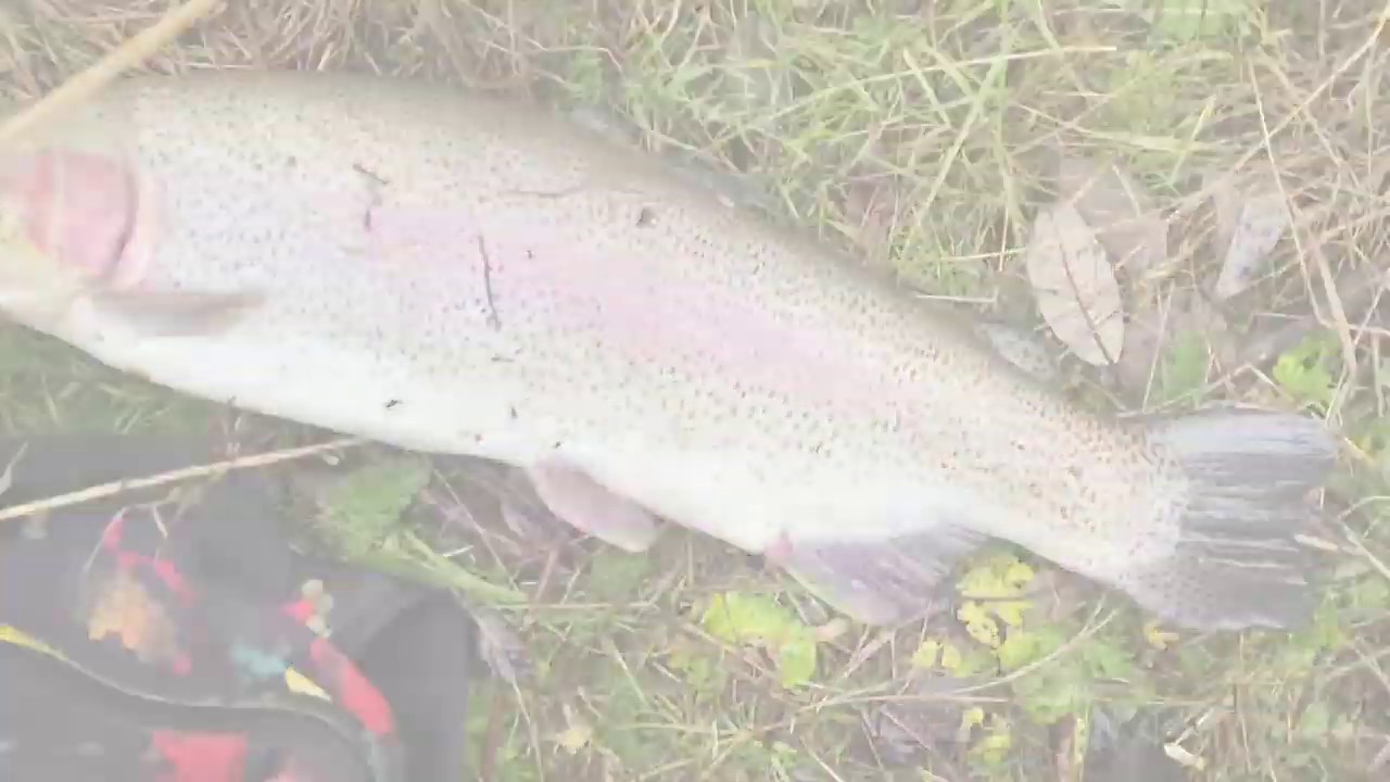 How To Catch Brood Stock Rainbow Trout