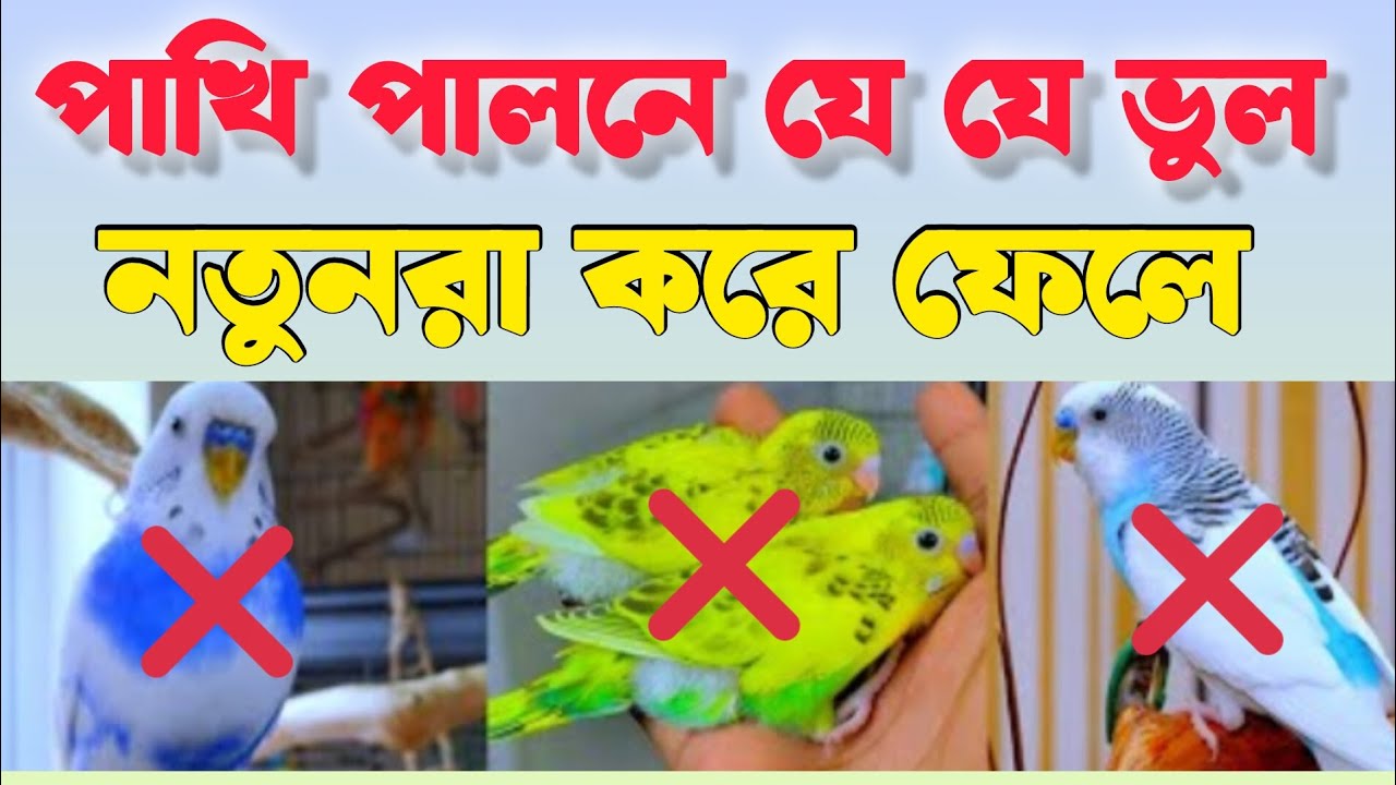 নতুন পাখি পালকদের ১০টি বড় ভুল 🐦 যা অনেকেই করে! @AmaraPakhi 