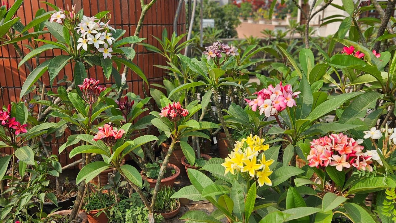 A short tour of our roof top garden! See the plumeria come to life! (May 2024)
