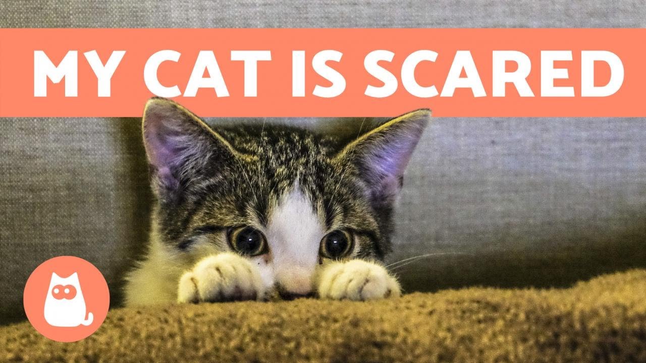 My Cat is SCARED of Everything 🙀 Causes & Solutions