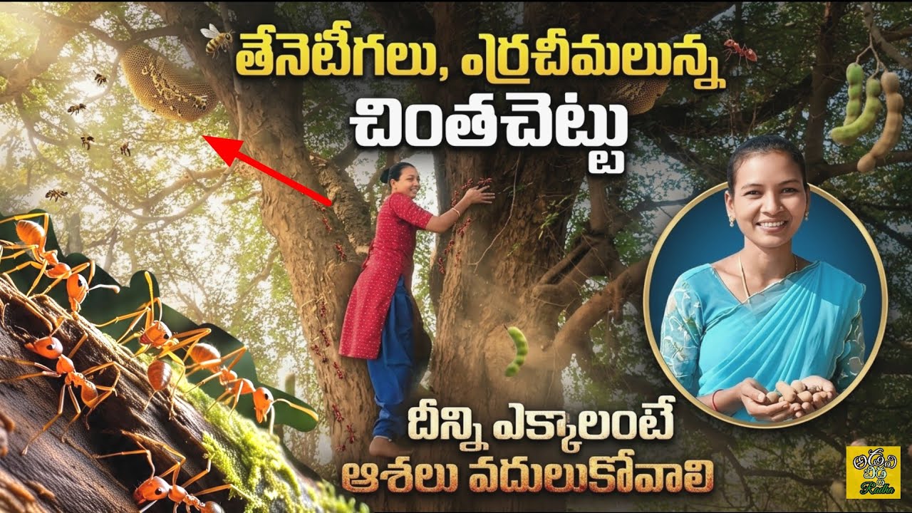 ఇంత డేంజర్ చింతచెట్టు ఎక్కాను | Dangerous Tamarind Tree Climb | Tribal Girl vs Bees, Red Ants