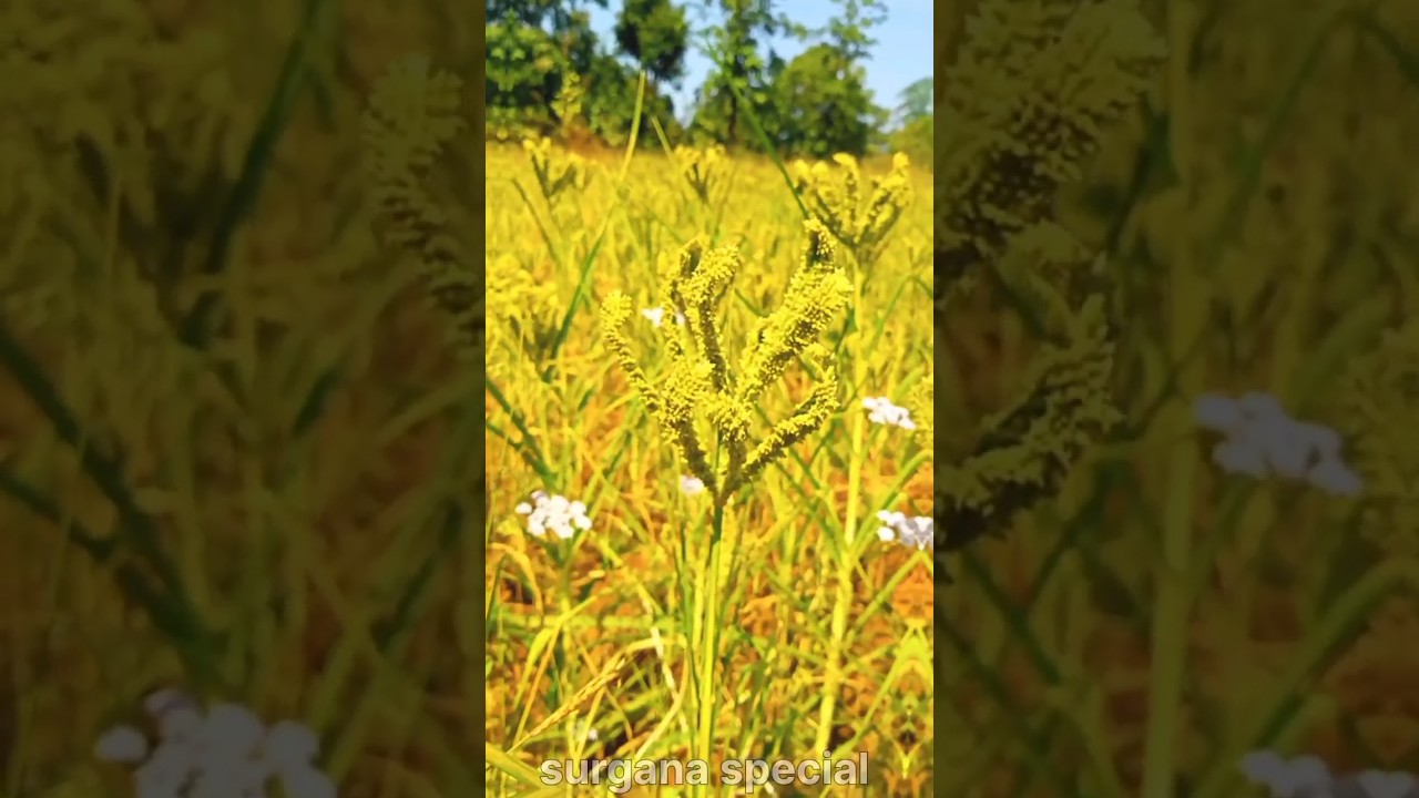 nagali|| नागली