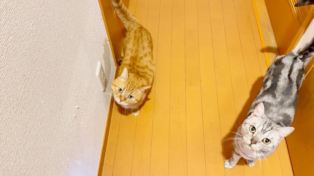 ドアを開けてほしいと願う親子猫の鳴き声。Part.Ⅱ